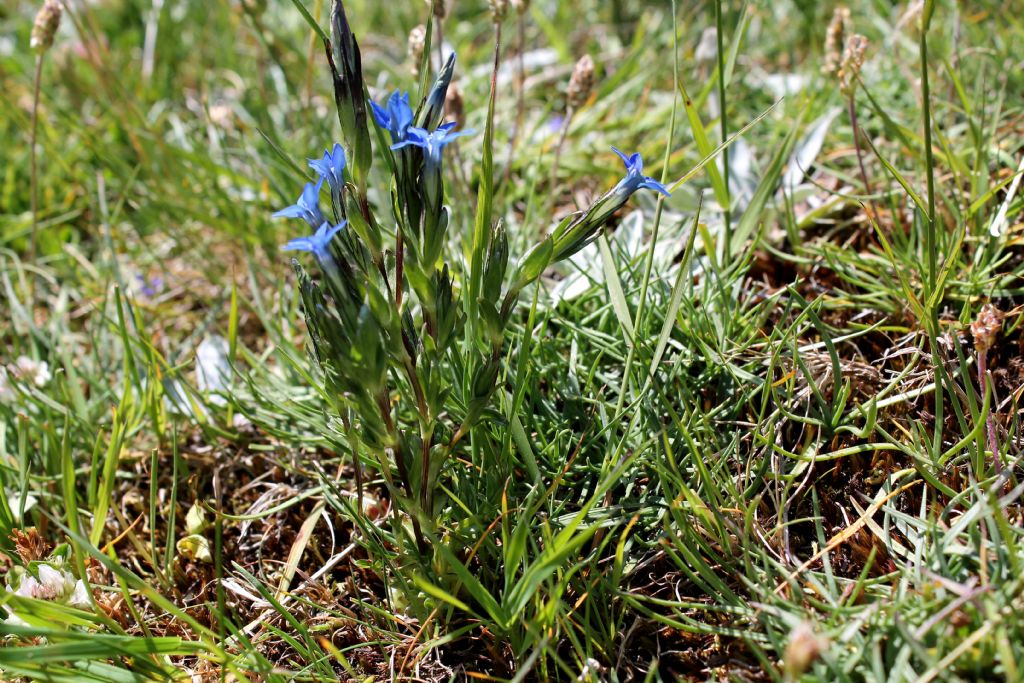 Gentiana nivalis